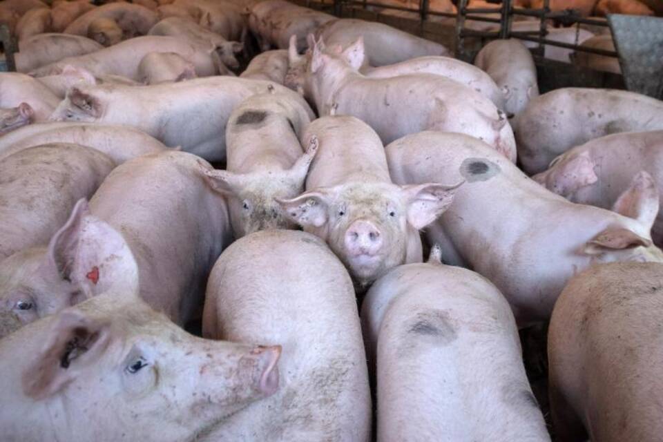 Schweinehaltung Schweinehaltung