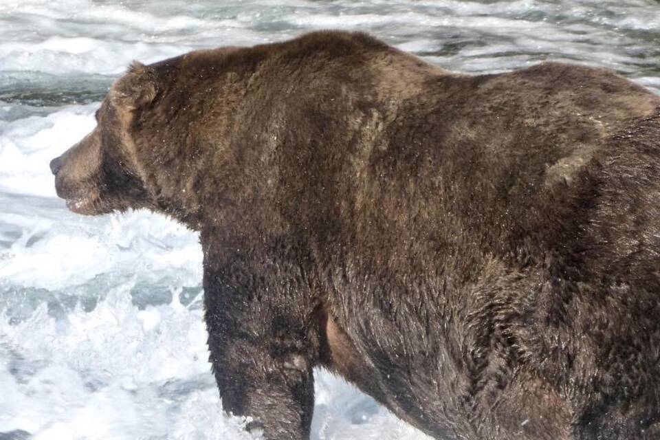 Braunbär 747 Braunbär 747