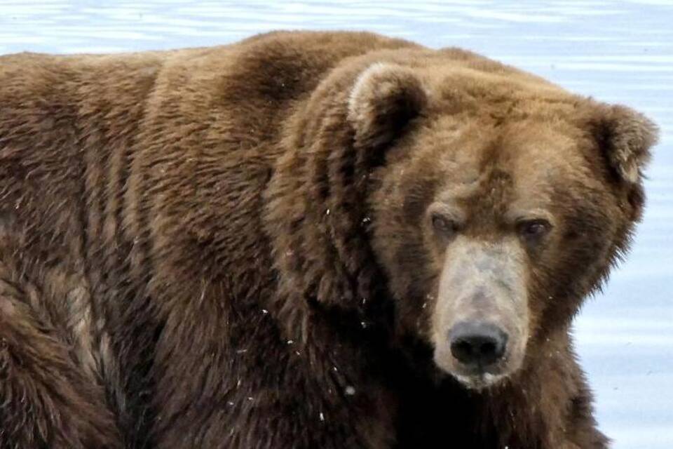 Braunbär 747 Braunbär 747