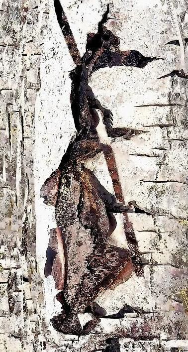 Der Kunstler Ist Die Natur Fotograf Gerhard Reusch Findet Surreale Welten In Der Rinde Alter Baume Magazin Rnz