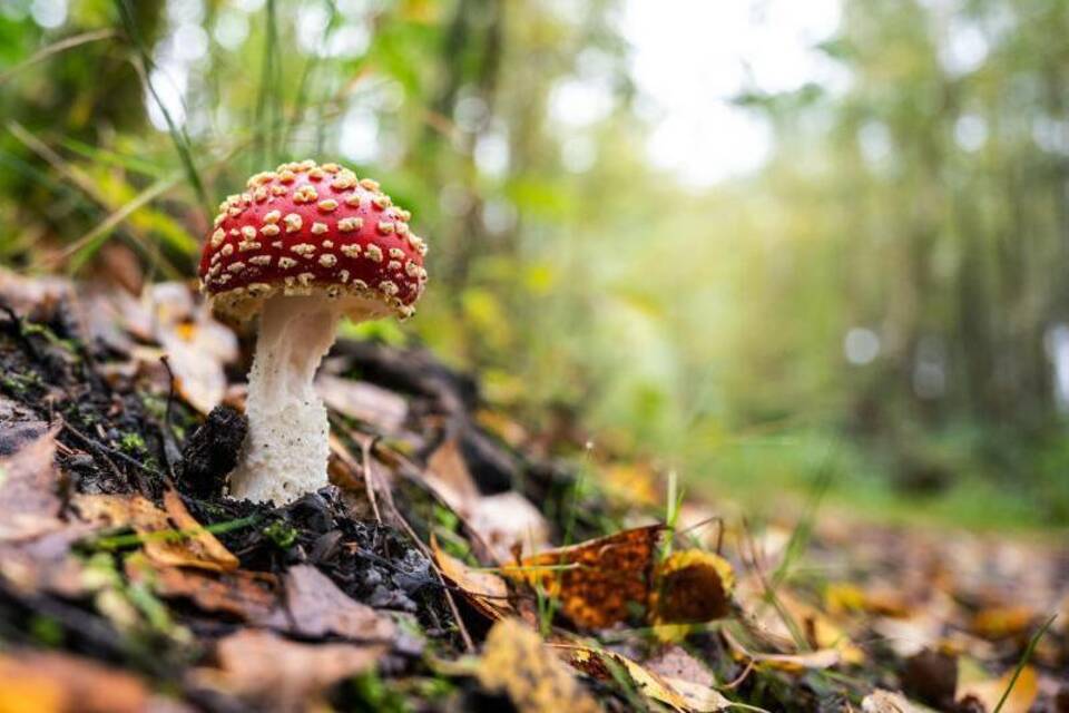 Fliegenpilz im Wald