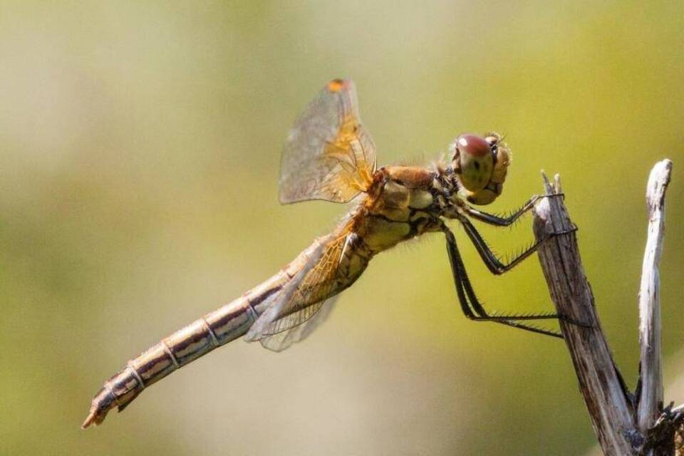 Gefleckte Heidelibelle Gefleckte Heidelibelle