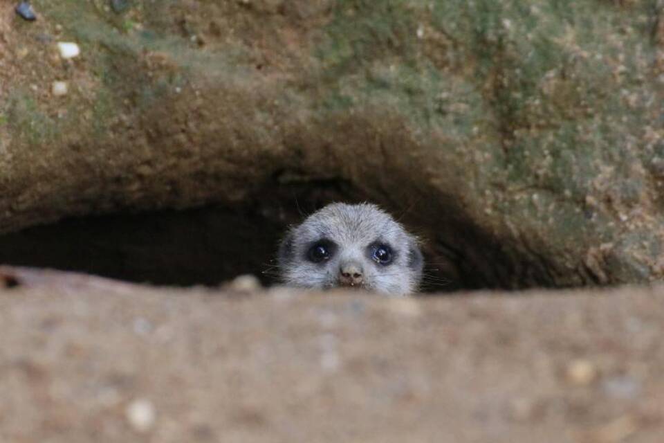 Ein junges Erdmännchen schaut aus seiner Höhle