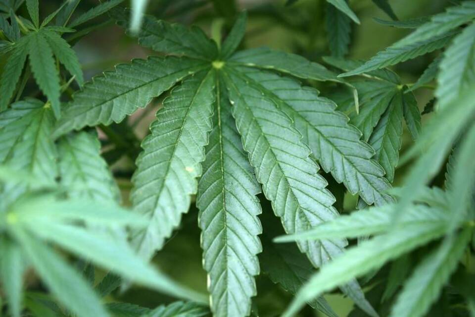 Cannabis Cannabis