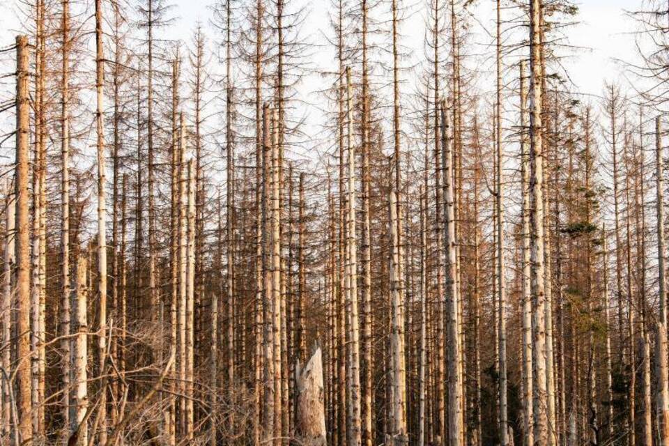 Waldschäden Waldschäden