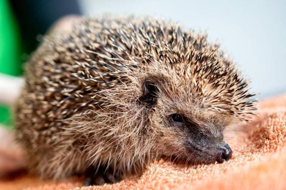 Igel im Igelzentrum