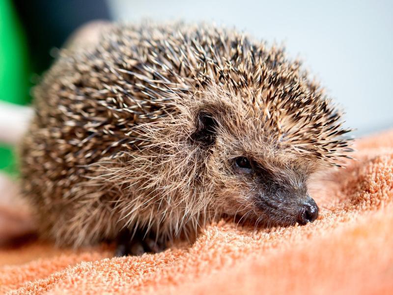 Gefahrliche Garten Fur Igel Klaro Rnz