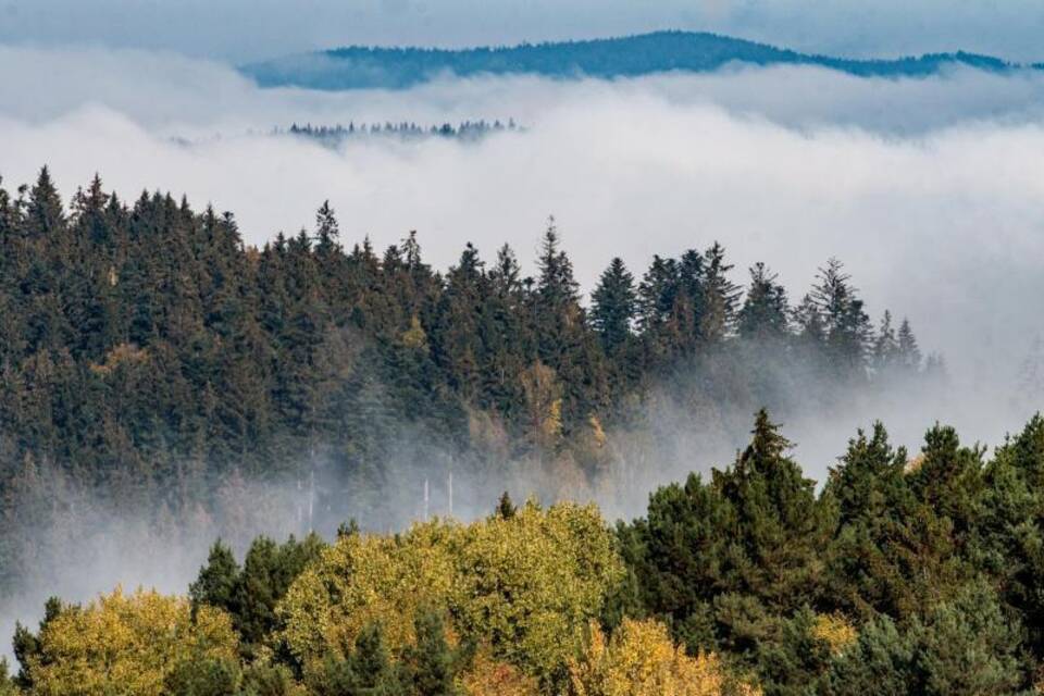 Wald Wald