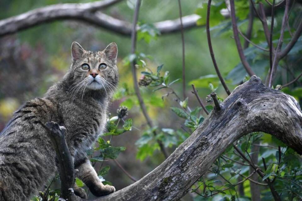 Wildkatze in Thüringen