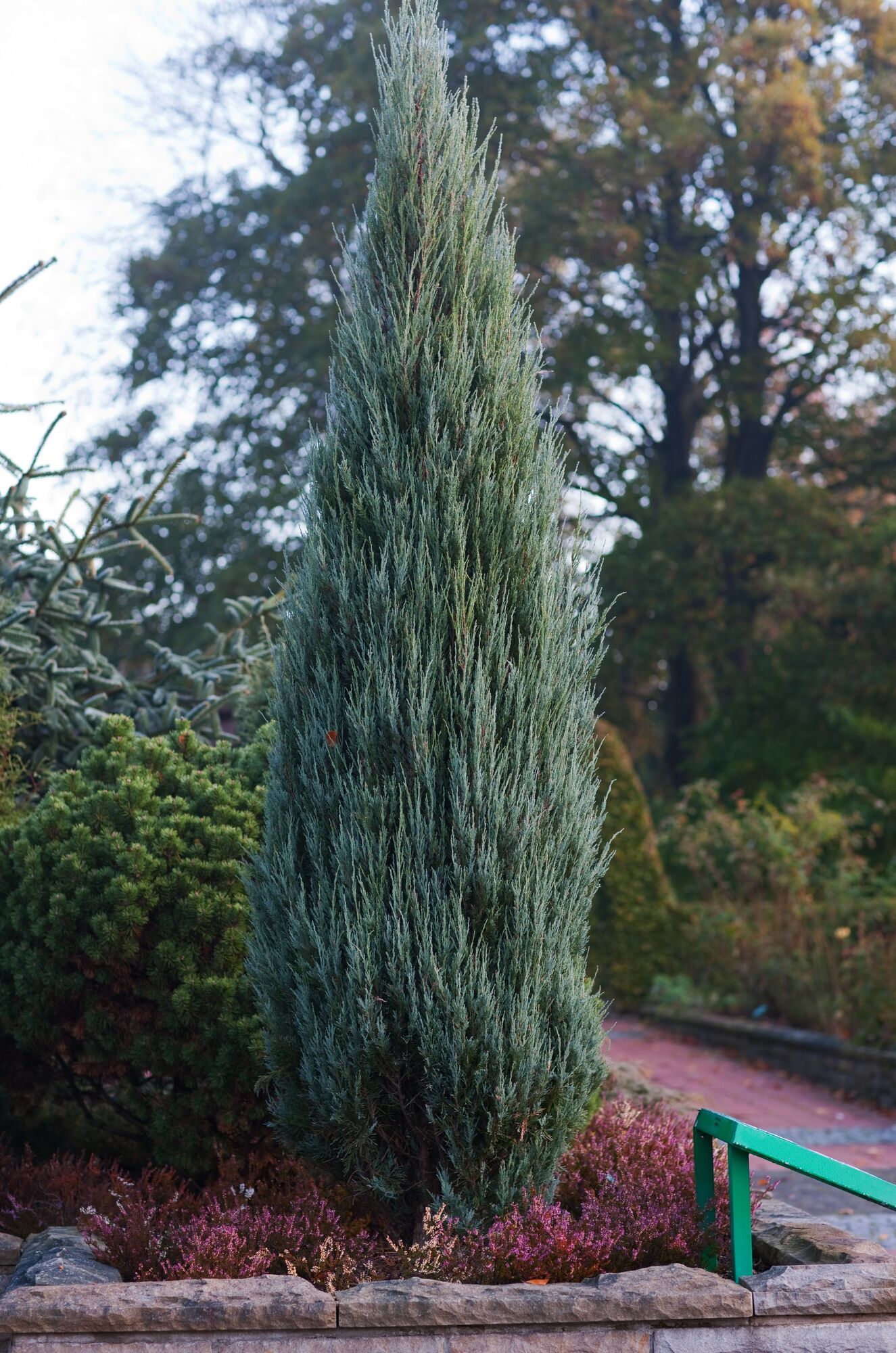 Mehr als nur Gin Wacholder als Zierpflanze im Garten Haus & Garten RNZ