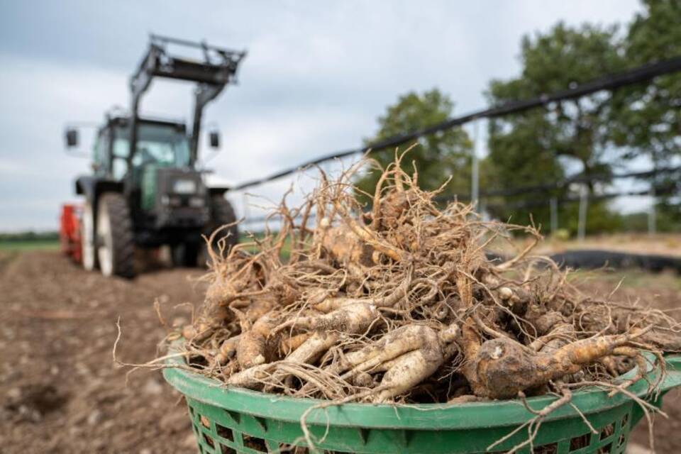 Ginseng-Ernte Ginseng-Ernte