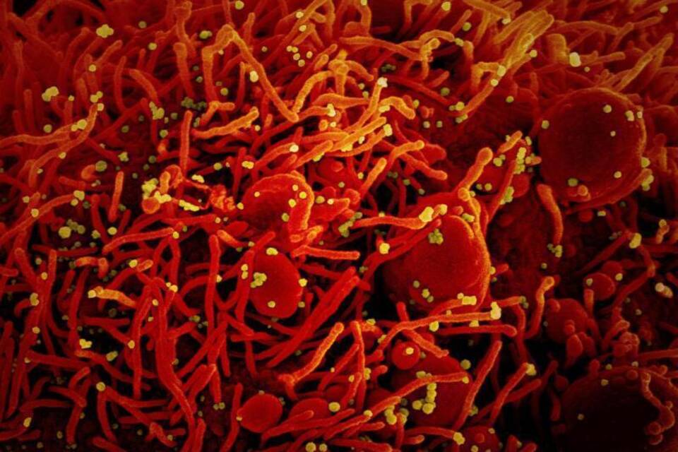 Coronavirus Coronavirus