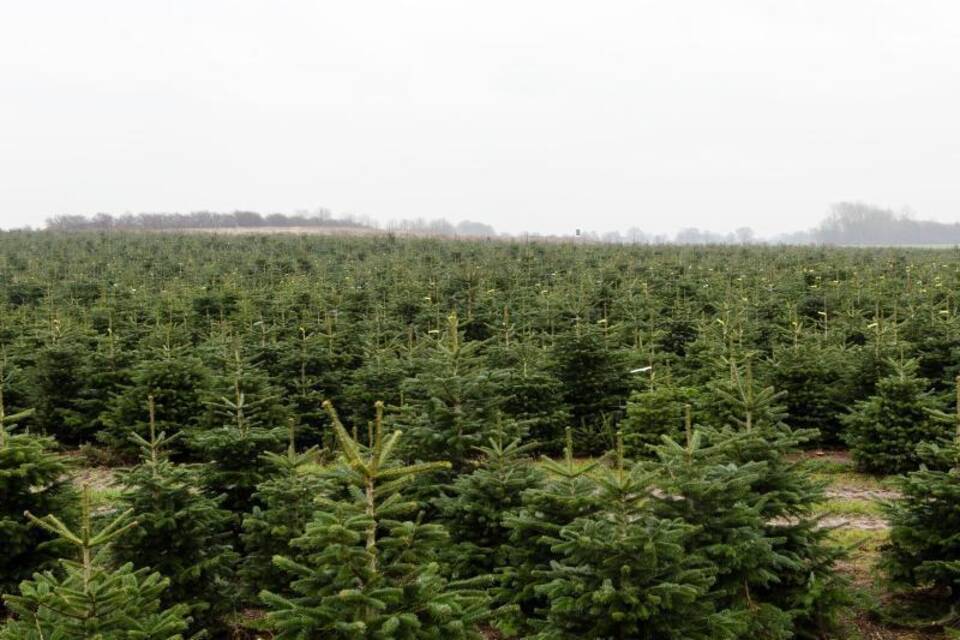 Teurere Weihnachtsbäume? Teurere Weihnachtsbäume?