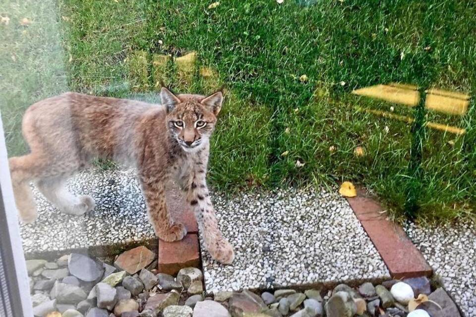Luchs in Goslar Luchs in Goslar