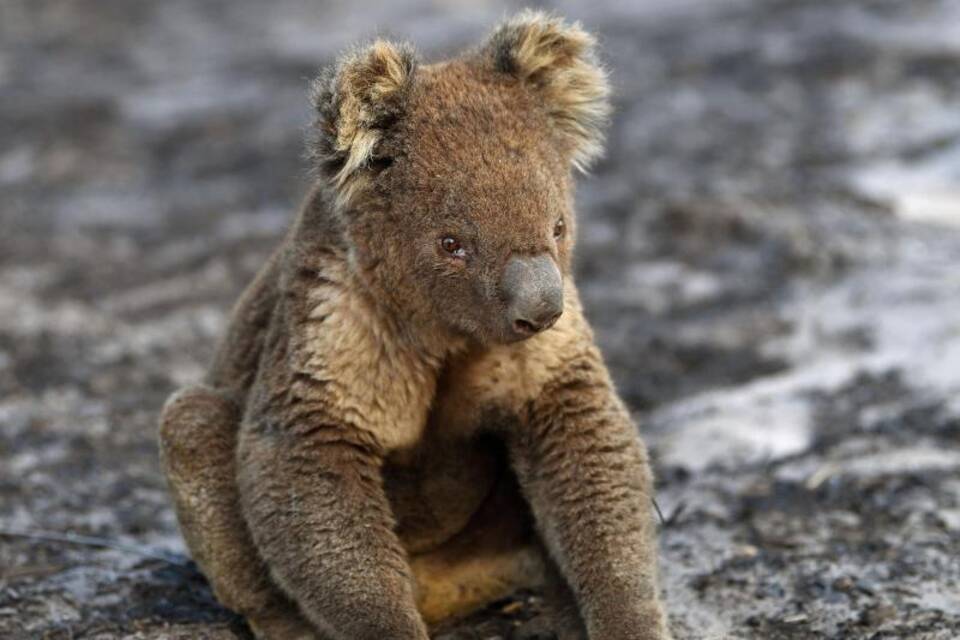 Stress lässt Koala-Zahlen dramatisch sinken