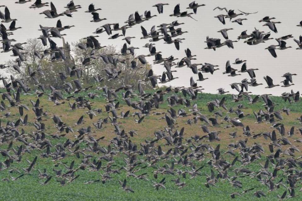 Wildgänse Wildgänse
