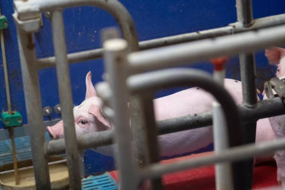 Schweine in Zuchtbetrieb