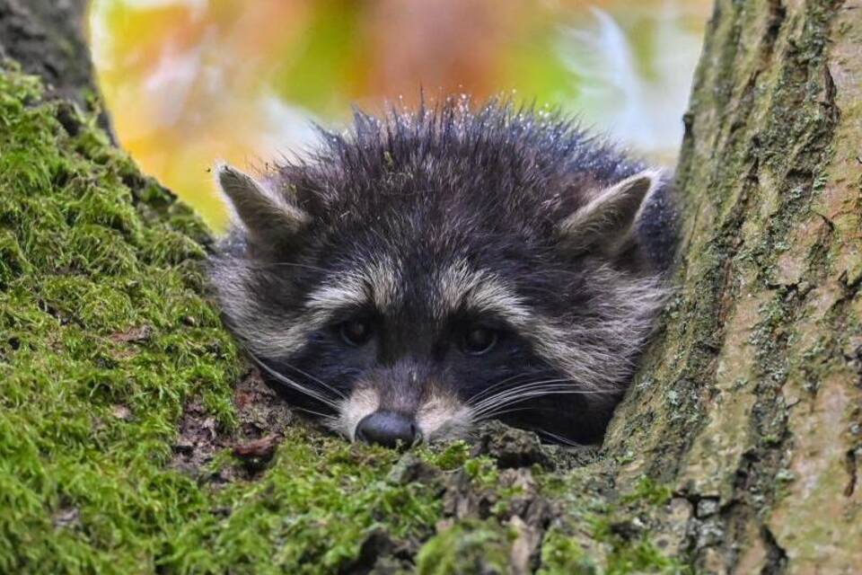 Waschbär Waschbär