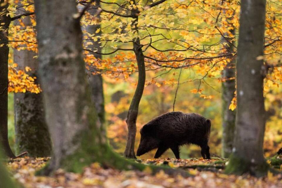 Ein Wildschwein Ein Wildschwein
