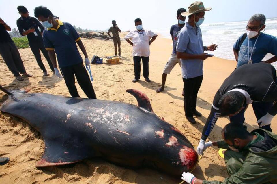 Wale vor Sri Lanka