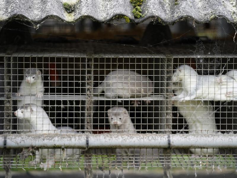 Virus soll mutiert sein: Dänemark tötet aus Corona-Sorge ...