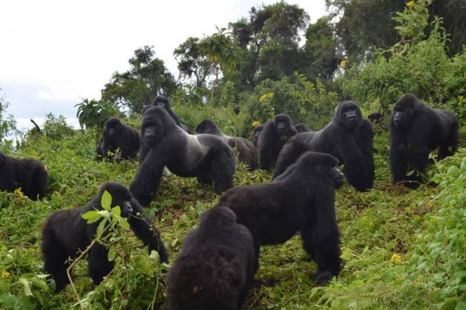 Berggorillas Berggorillas