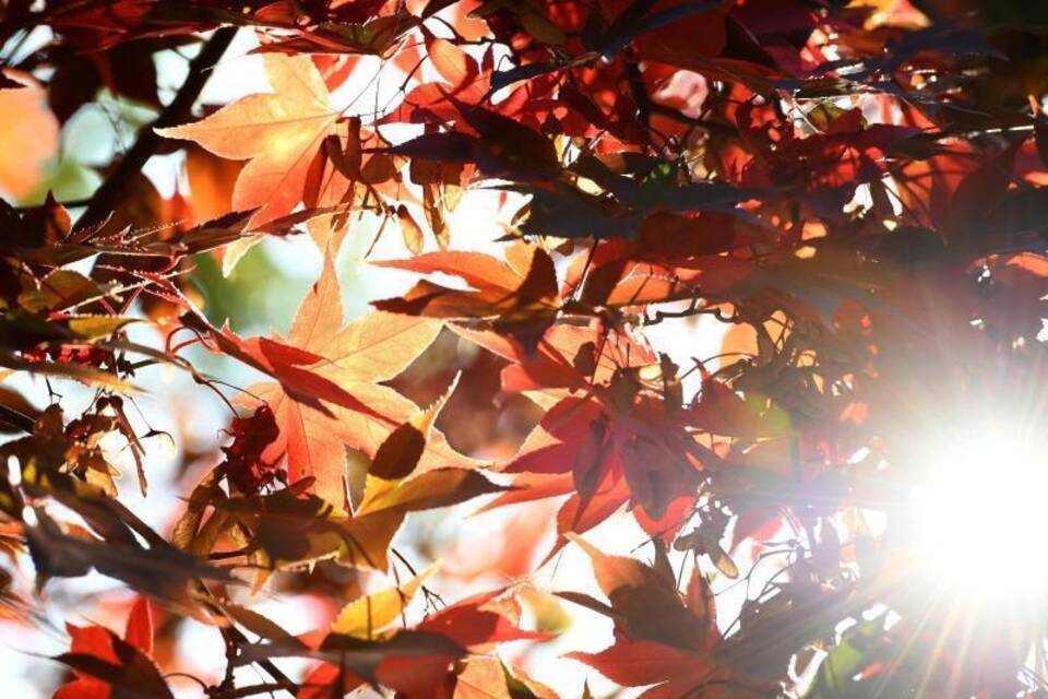 Sonne im Herbst Sonne im Herbst