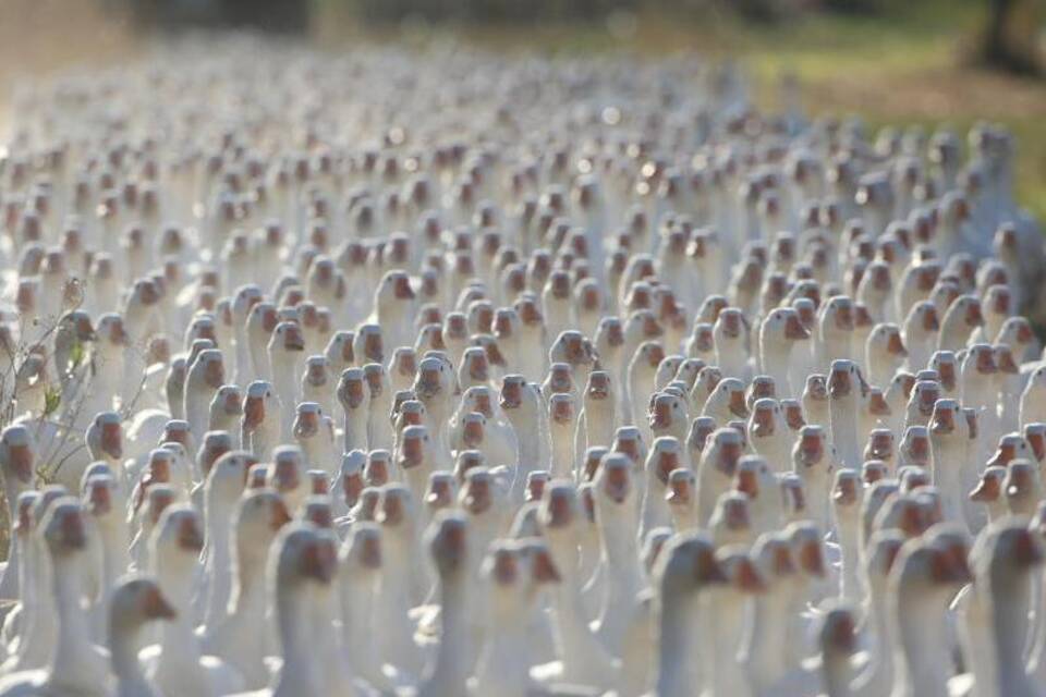 Gänse auf einer Wiese