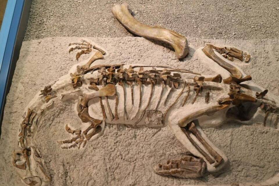 Dino-Skelett