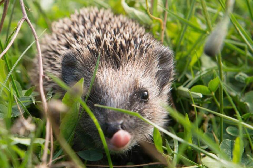 Igel Igel