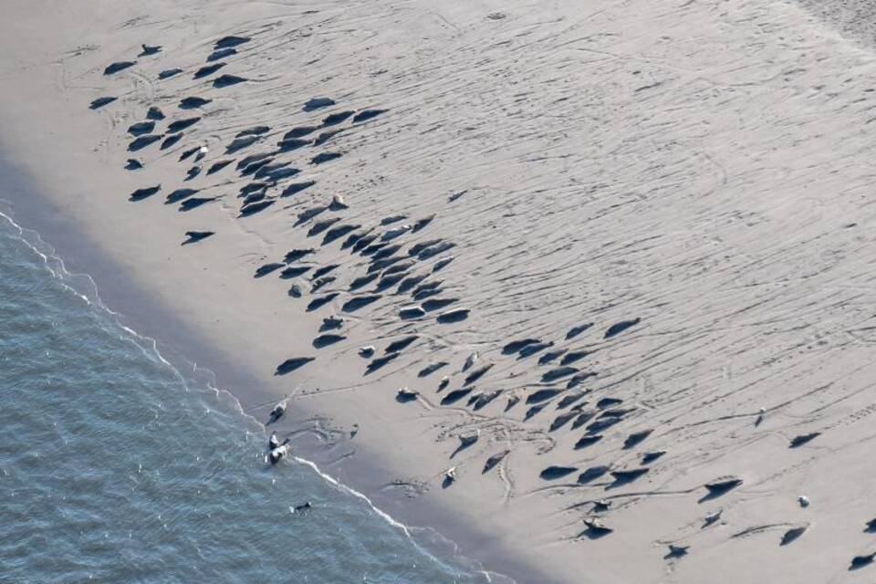 Seehunde auf Langeoog Seehunde auf Langeoog