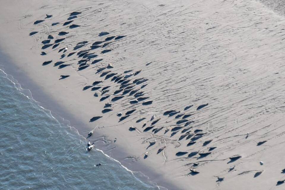 Seehunde auf Langeoog