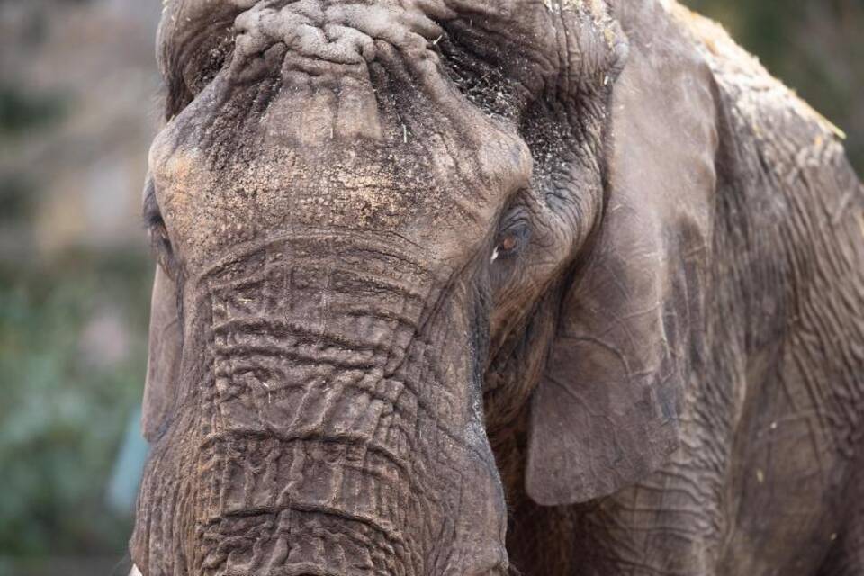 Dresdner Zoo Dresdner Zoo