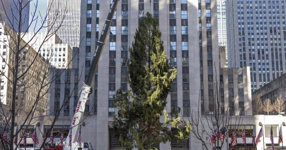 Symbol der Hoffnung: Der Weihnachtsbaum am Rockefeller Center steht - Rhein-Neckar-Zeitung