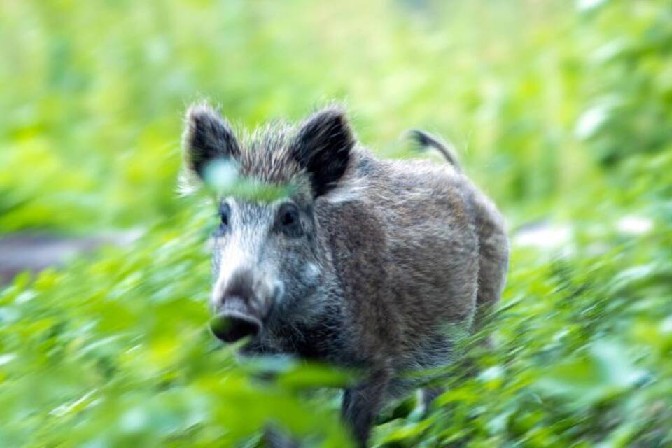 Ein Wildschwein