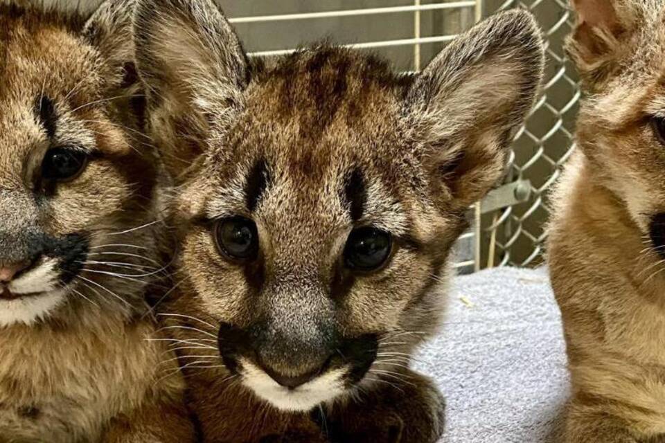 KINA - Kleine Pumas sind fit für den Umzug KINA - Kleine Pumas sind fit für den Umzug