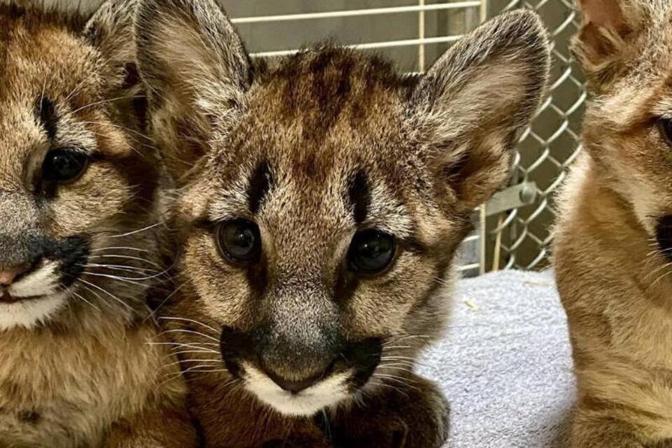 KINA - Kleine Pumas sind fit für den Umzug