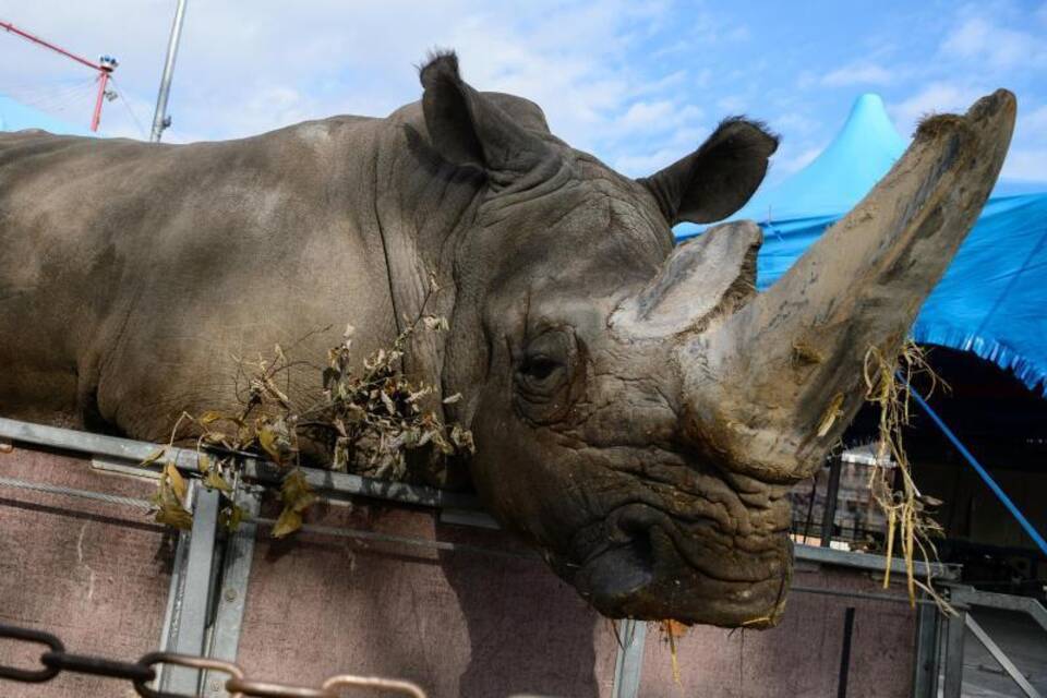 Nashorn Nashorn