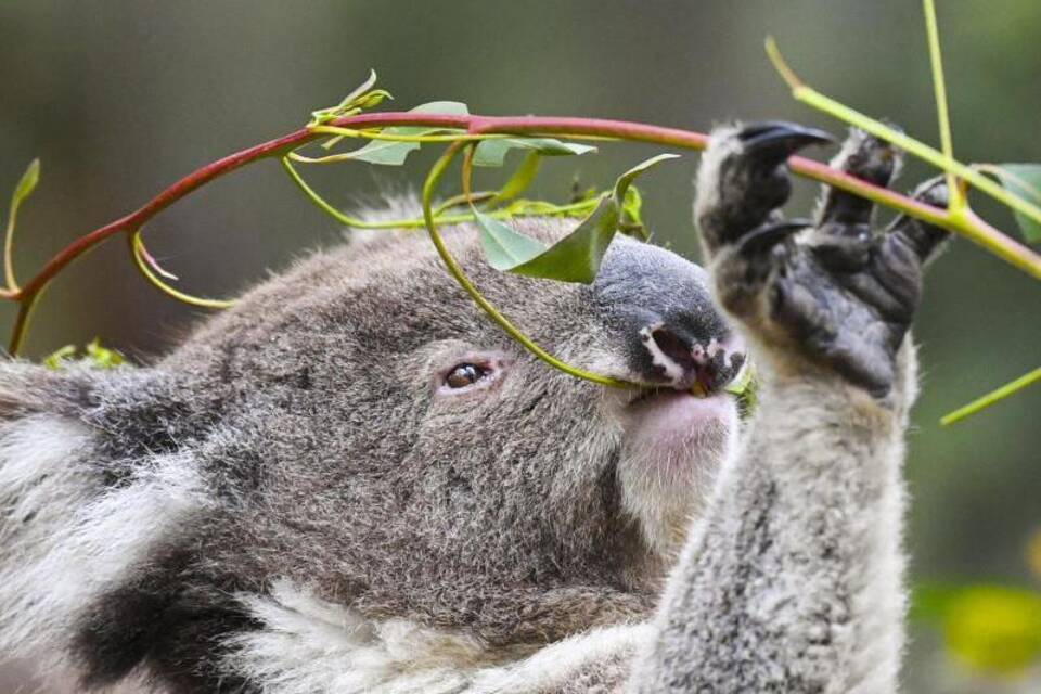 Koala Koala