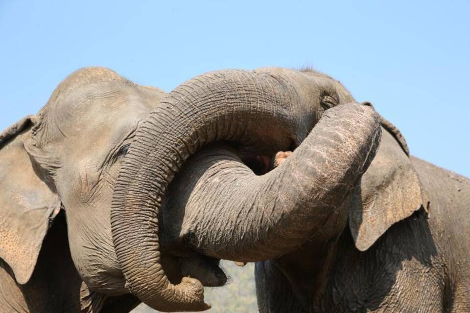Thailand zwischen Elefanten-Shows und Elefanten-Schutz