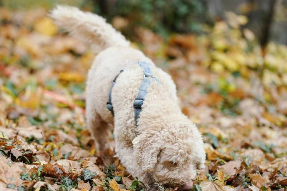 Snoopy im Park Snoopy im Park