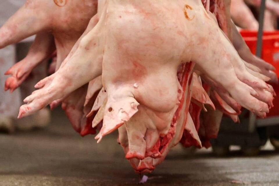 Schlachtbetrieb Schlachtbetrieb