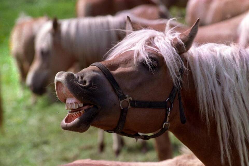Pferde Pferde
