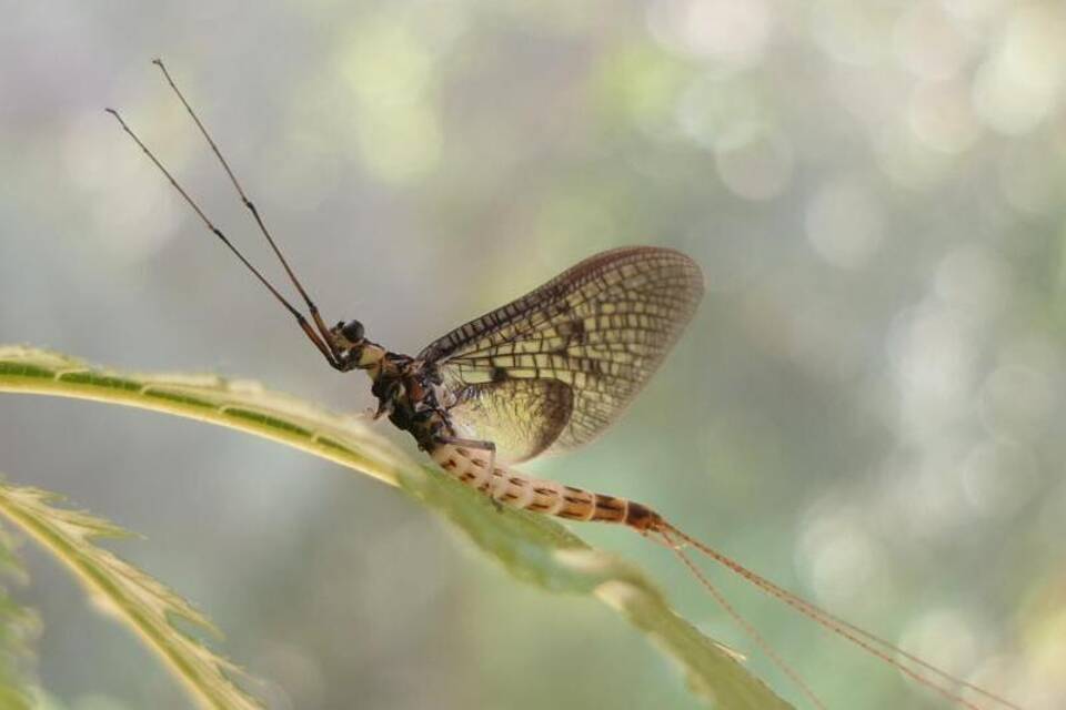 Fliege mit Auszeichnung Fliege mit Auszeichnung