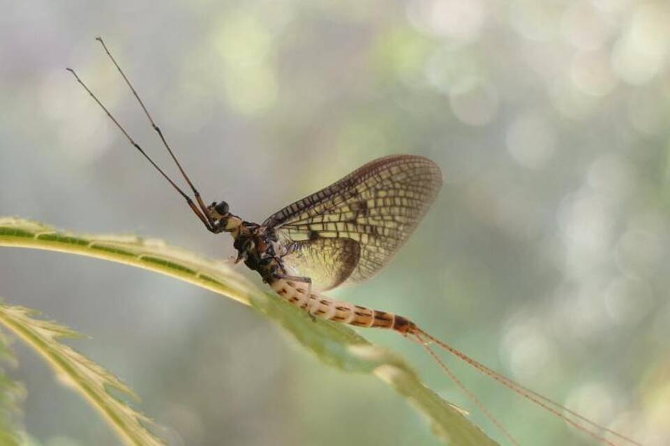 Fliege mit Auszeichnung