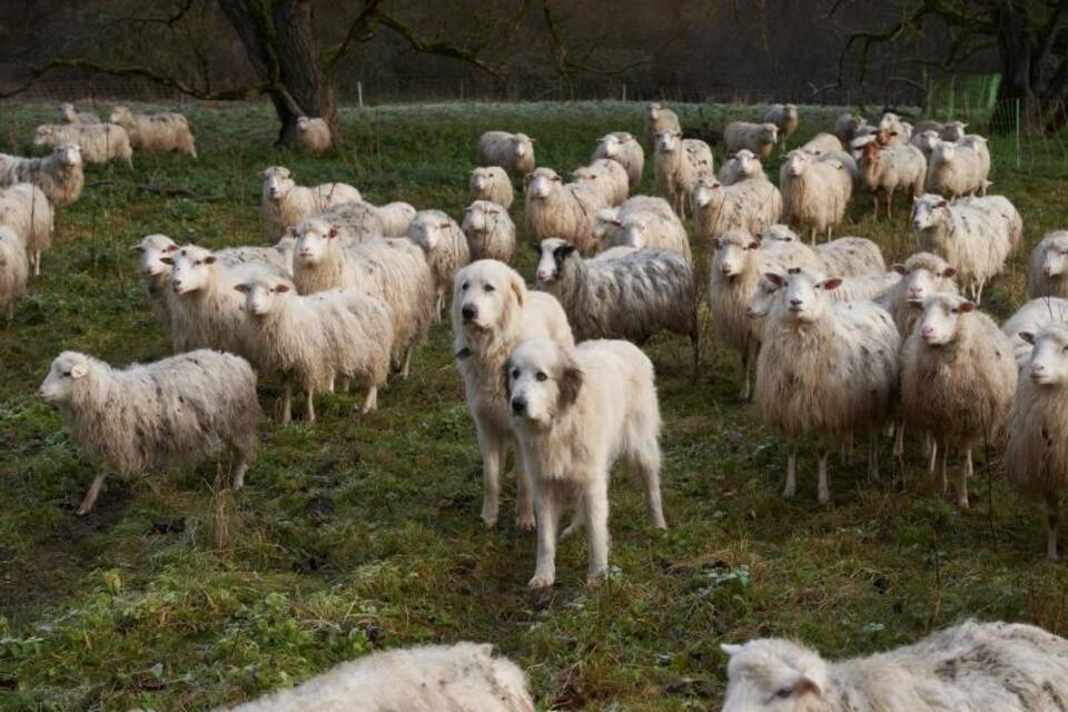 Hütehunde Hütehunde