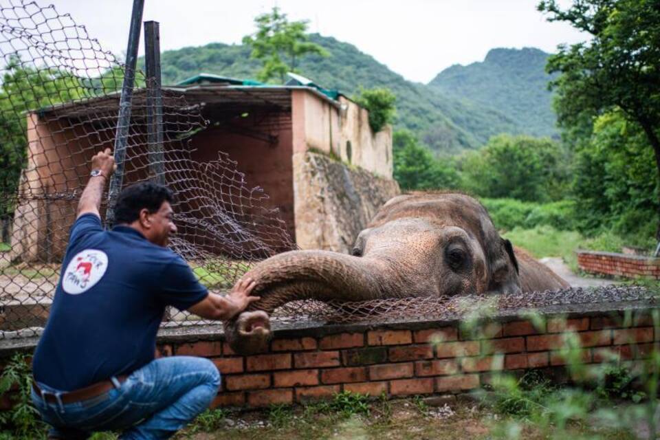 Elefant Kavaan