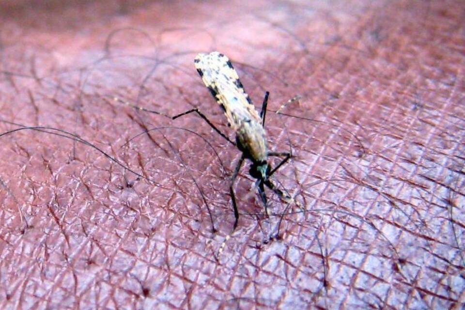 Malaria Malaria
