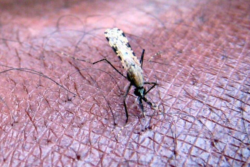 Malaria