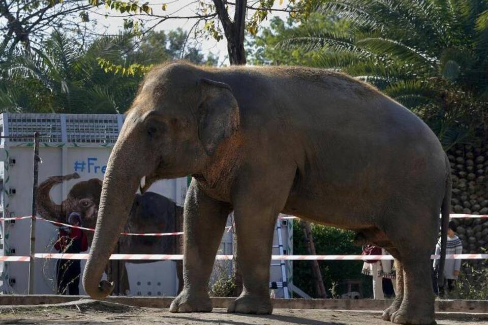 Pakistans einsamster Elefant Pakistans einsamster Elefant